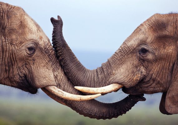 Image of elephants wildlife hd wallpaper free download